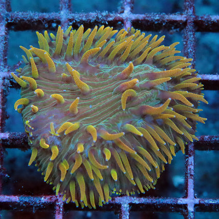 POTO Flaming Diaseris Plate