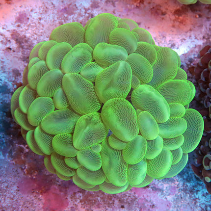 Neon Bubble Coral