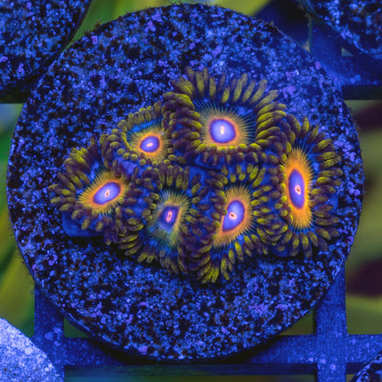 Super Sayian Zoa