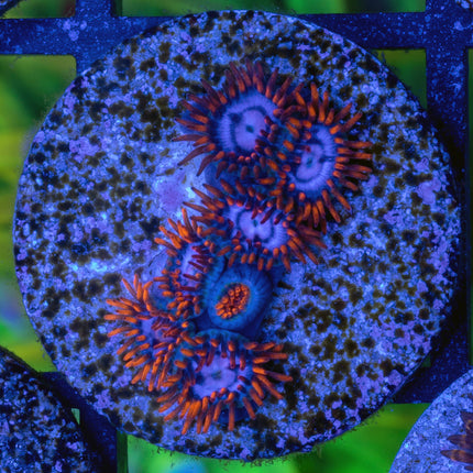 Zoanthid.com Snitches Zoa