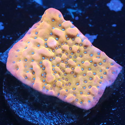 ASD Pheonix Sun Monti