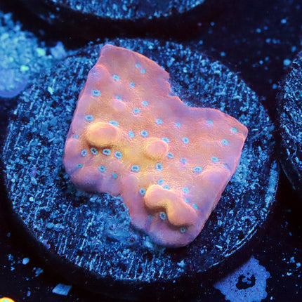 Voodoo Juicy Fruit