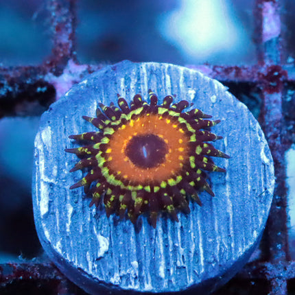 NYRA The GodBeast Zoa