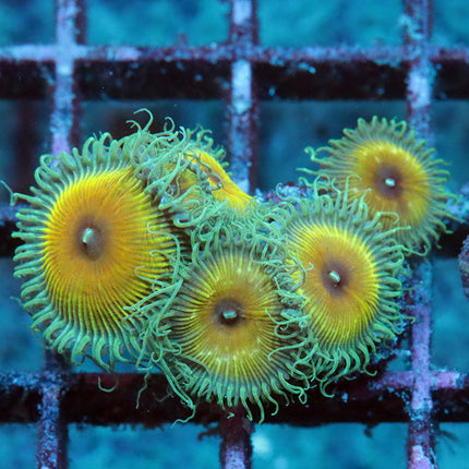 JF Captain Jerk Zoa