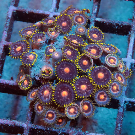 POTO Blowpop Zoa Colony