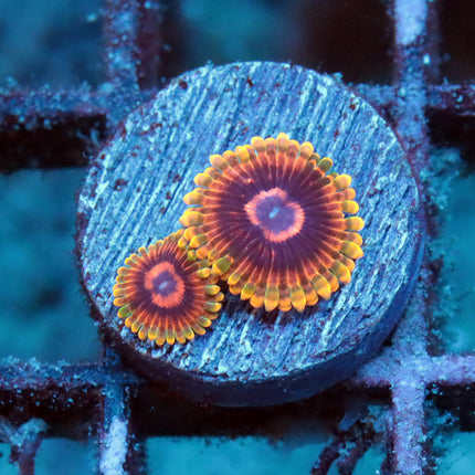 CC MindTrick Zoa