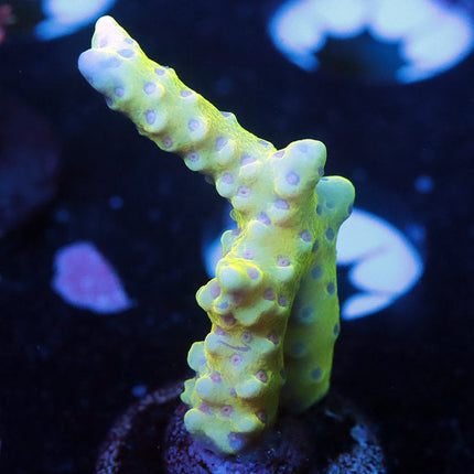 RRC Goldenrod