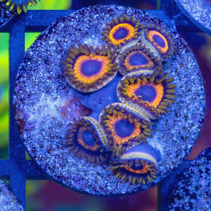 Jungle Juice Zoa