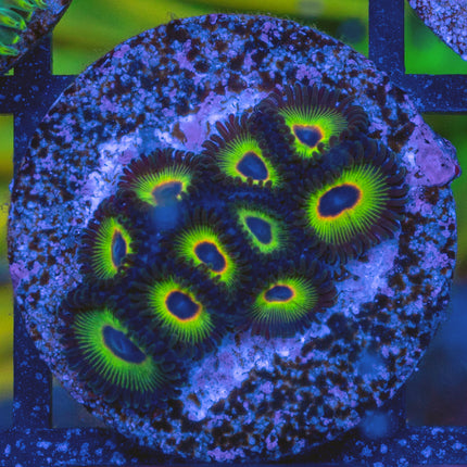 WWC Bob Marley Zoa