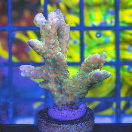 RRC Tropicana Anacropora "Large"