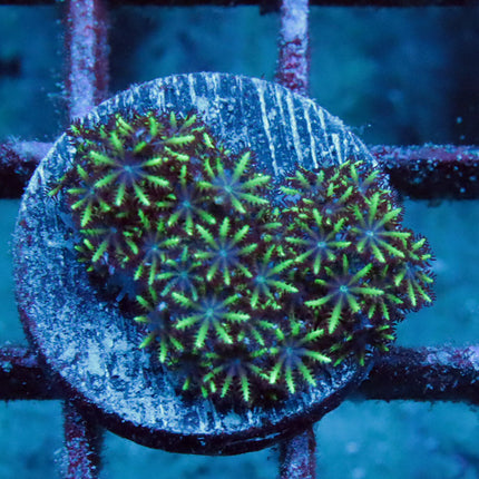 Blue Sympodium