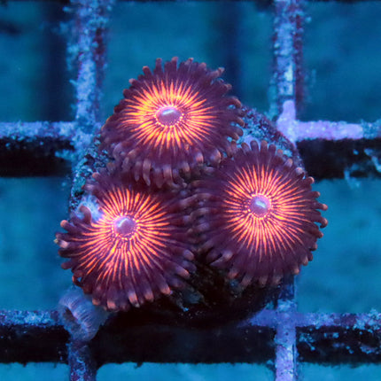 Night Crawler Zoa
