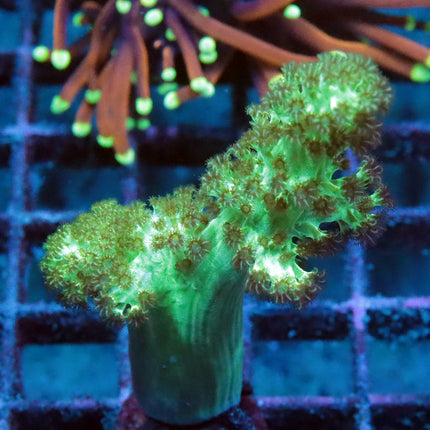 Neon Kenya Tree