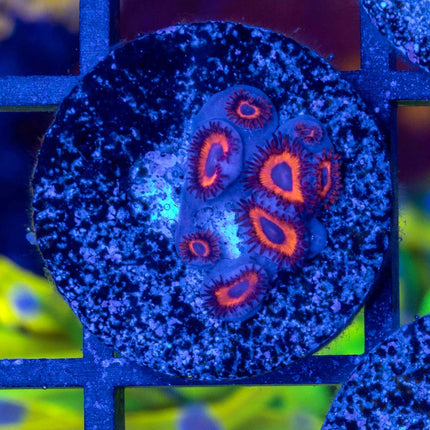 Kedd's Red Zoa
