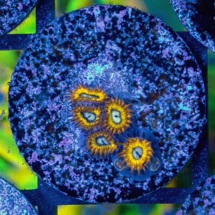 Pikachu Zoa