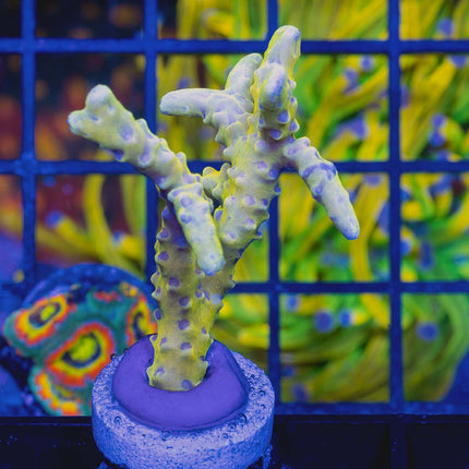 RRC GoldenRod Anacropora Large