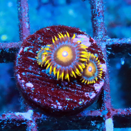 Super Saiyan Zoa
