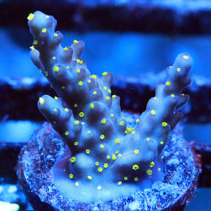 POTO Blueberry Bonsai