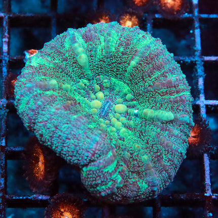 Snake Island Pink Scoly