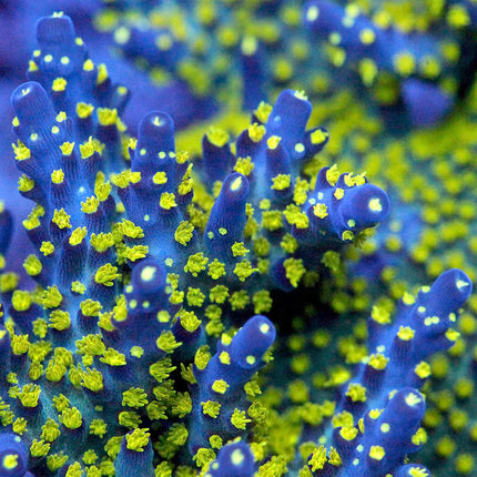 POTO Blueberry Bonsai